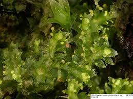 Attēlu rezultāti vaicājumam “Lophozia ventricosa”