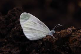 Attēlu rezultāti vaicājumam “Leptidea sinapis underside”