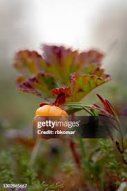 Attēlu rezultāti vaicājumam “Rubus chamaemorus leaf”