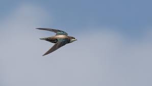 Image result for Hirundapus caudacutus