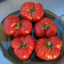 Afbeeldingsresultaat voor costoluto genovese tomato