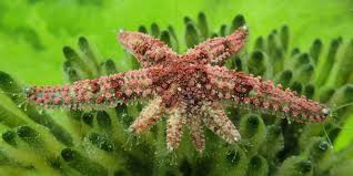 Image result for Stoke Willfield Octopush Club