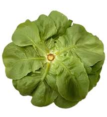 Image result for Kopfsalat