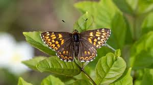 Attēlu rezultāti vaicājumam “Riodinidae”