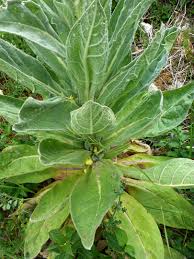 Attēlu rezultāti vaicājumam “Verbascum thapsus leaf”