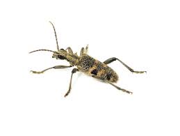 Attēlu rezultāti vaicājumam “Rhagium mordax”