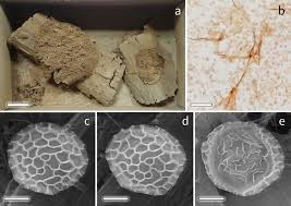 Attēlu rezultāti vaicājumam “Diderma rufostriatum spores”