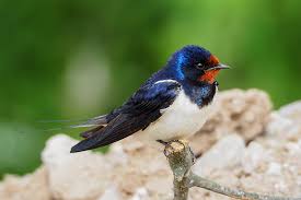 Attēlu rezultāti vaicājumam “Hirundo rustica juvenile”