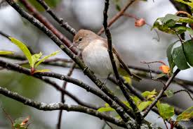 Attēlu rezultāti vaicājumam “Sylvia borin nest”