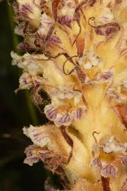 Attēlu rezultāti vaicājumam “Orobanche elatior flower”