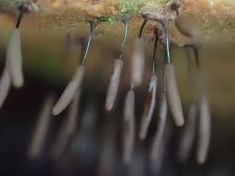 Attēlu rezultāti vaicājumam “Stemonitopsis sp.”