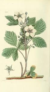Attēlu rezultāti vaicājumam “Rubus caesius fruit”