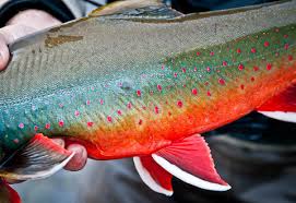 Image result for Salvelinus alpinus