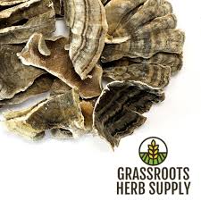 Attēlu rezultāti vaicājumam “Trametes versicolor”