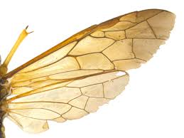 Attēlu rezultāti vaicājumam “Tenthredo campestris female”