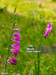 Attēlu rezultāti vaicājumam “Gladiolus imbricatus”