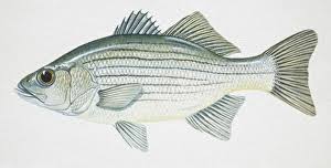 Image result for Morone chrysops