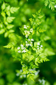 Image result for Anthriscus cerefolium