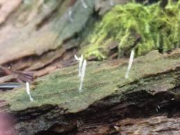 Attēlu rezultāti vaicājumam “Multiclavula mucida”