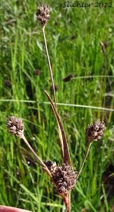 Attēlu rezultāti vaicājumam “Luzula multiflora”