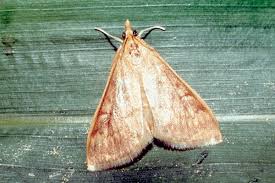 Attēlu rezultāti vaicājumam “Ostrinia nubilalis”