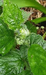 Attēlu rezultāti vaicājumam “Rubus saxatilis leaf”