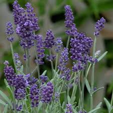 Attēlu rezultāti vaicājumam “Lavandula angustifolia”