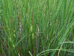 Attēlu rezultāti vaicājumam “Carex rostrata”