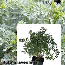 Image result for Ruta graveolens