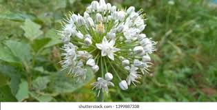 Attēlu rezultāti vaicājumam “Allium cepa flower”