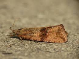 Attēlu rezultāti vaicājumam “Celypha striana”