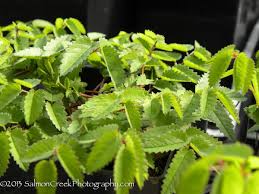 Attēlu rezultāti vaicājumam “Sanguisorba officinalis leaf”
