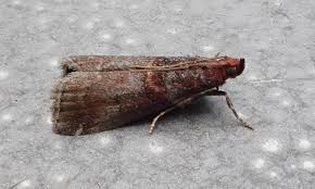 Attēlu rezultāti vaicājumam “Acrobasis advenella”