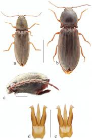 Attēlu rezultāti vaicājumam “Hemicrepidius sp.”