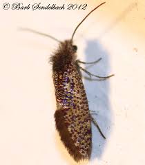 Attēlu rezultāti vaicājumam “Eriocraniidae”