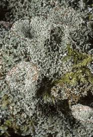 Attēlu rezultāti vaicājumam “Cladonia pyxidata”
