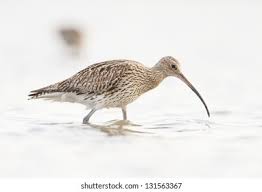 Attēlu rezultāti vaicājumam “Numenius arquata”