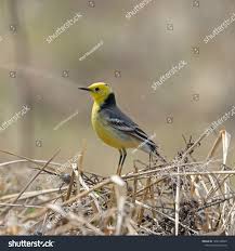 Attēlu rezultāti vaicājumam “Motacilla citreola”