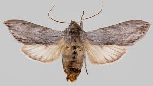 Attēlu rezultāti vaicājumam “Cucullia lucifuga”