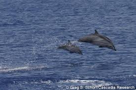 Image result for Stenella coeruleoalba