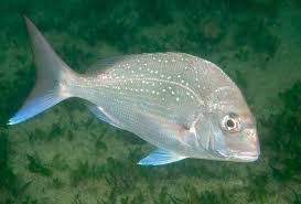 Image result for Pagrus auratus