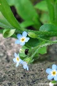 Attēlu rezultāti vaicājumam “Myosotis laxa subsp. baltica leaf”