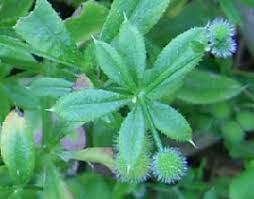 Attēlu rezultāti vaicājumam “Galium aparine leaf”