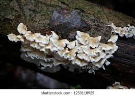 Attēlu rezultāti vaicājumam “Mucronella bresadolae”