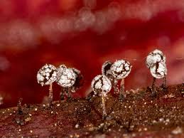 Attēlu rezultāti vaicājumam “Physarum album macro”