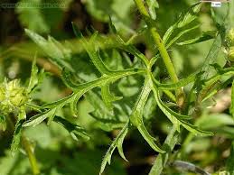 Attēlu rezultāti vaicājumam “Malva moschata bud”