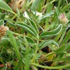 Image result for Anthyllis vulneraria rubra