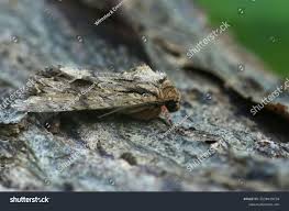 Attēlu rezultāti vaicājumam “Apamea monoglypha”