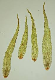 Attēlu rezultāti vaicājumam “Ephemerum serratum”