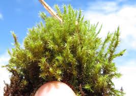 Attēlu rezultāti vaicājumam “Campylium stellatum sporophyte”